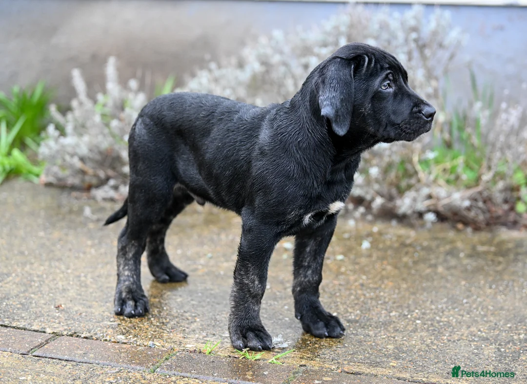 Presa Canario dogs for sale: Presa Canario Puppies - Advert 6