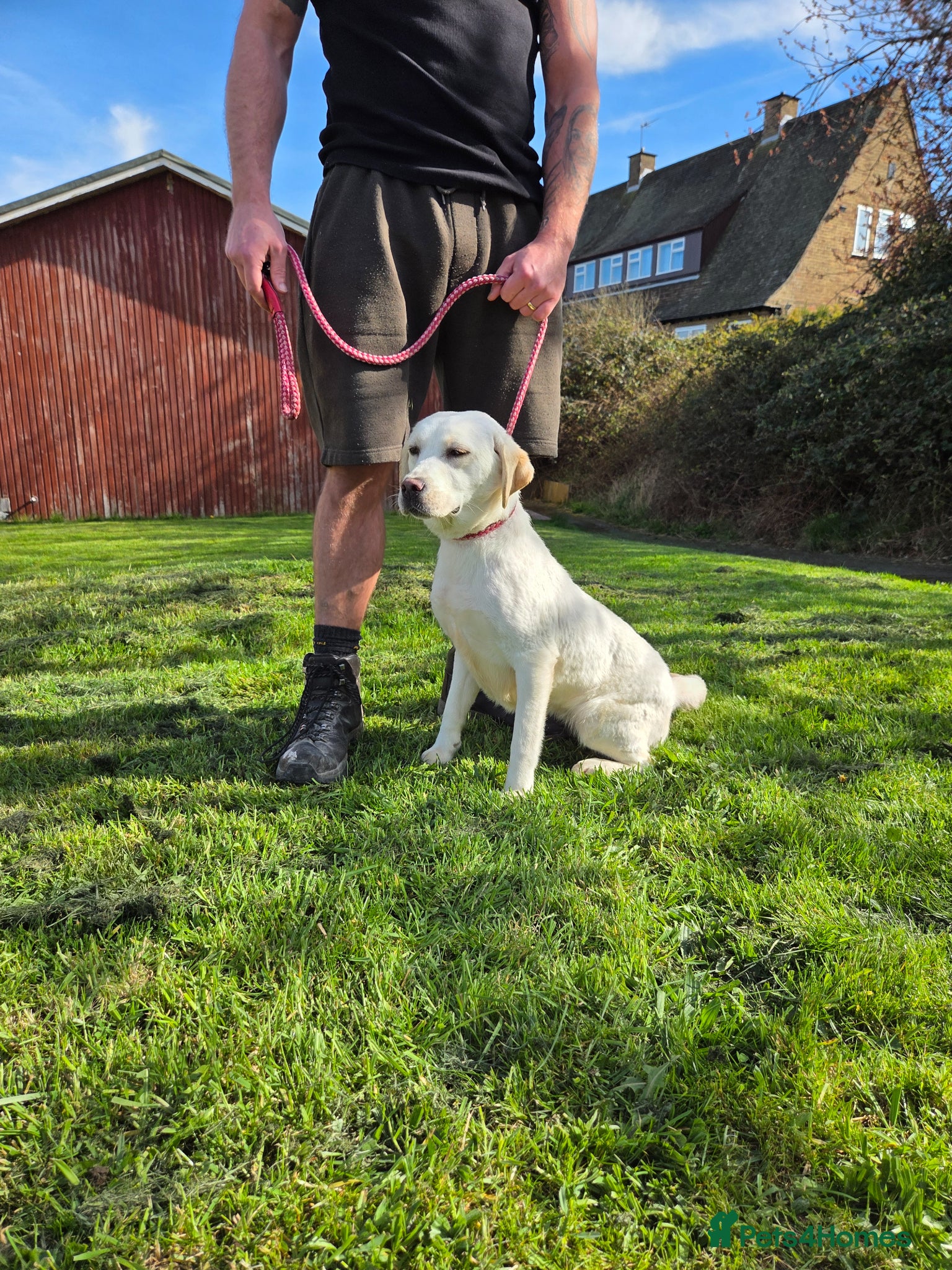 Labrador Retriever dogs Kc registered labrador bitch 16 mths old - Advert 1