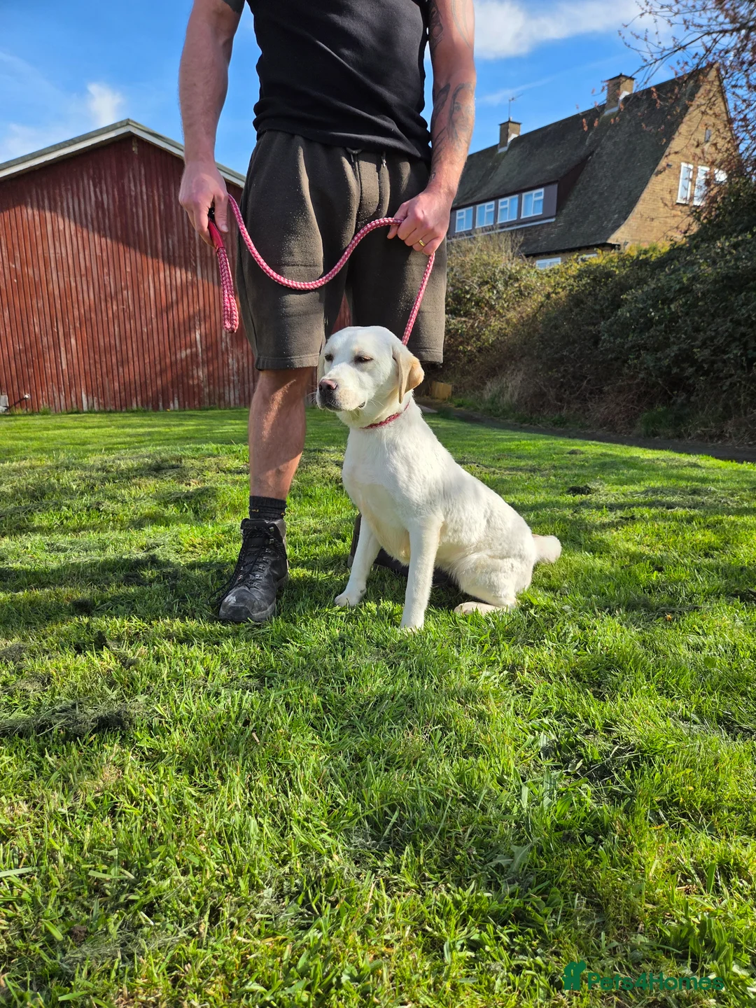 Labrador Retriever dogs for sale: Kc registered labrador bitch 16 mths old - Advert 1