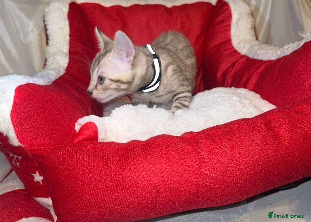 Bengal cats for sale: 🐆Bella's Bengals🐆 - Advert 36