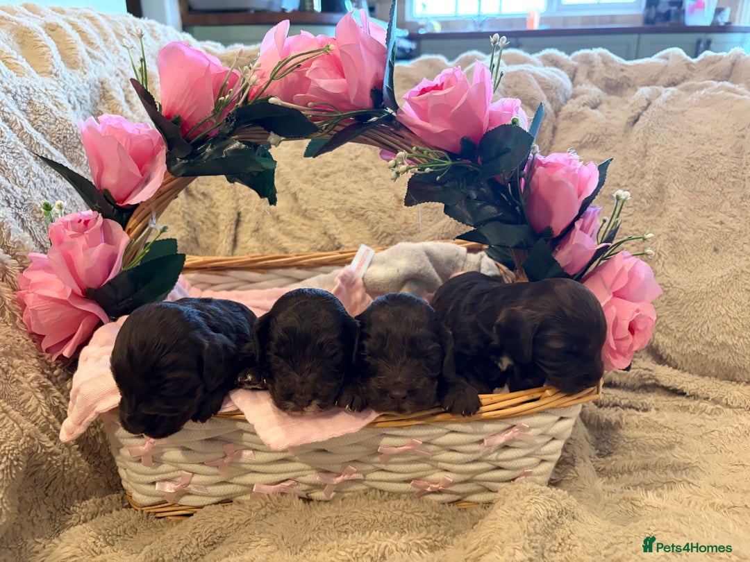 Cockapoo dogs for sale: Beautiful litter of chocolate cockapoo puppies  - Advert 6
