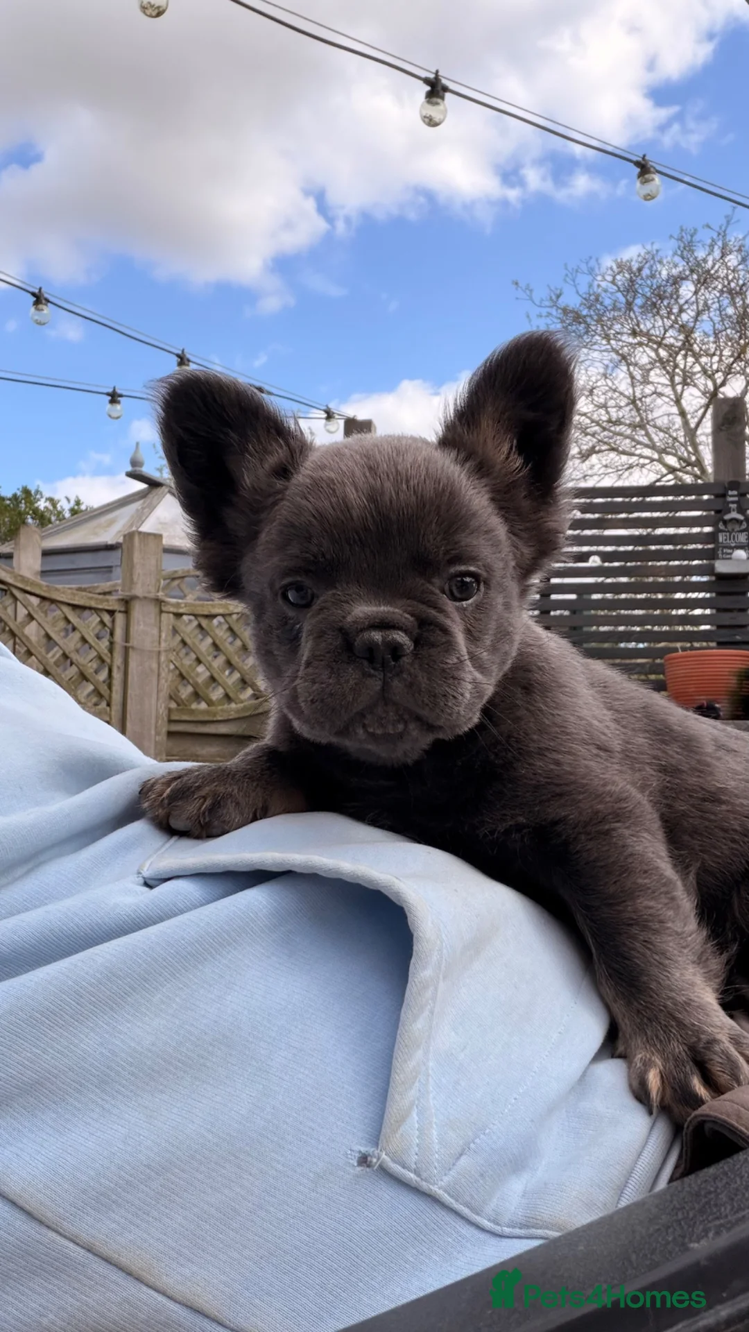 French Bulldog dogs for sale: 2 lovely french bulldogs  - Advert 2