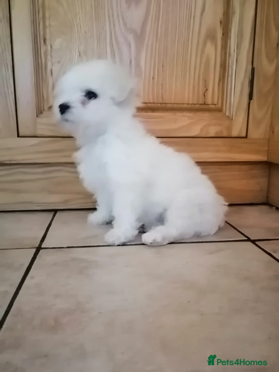 Bichon Frise dogs for sale: Bichon Frise Puppy - Advert 2