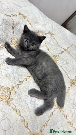 British Shorthair cats - Advert 14