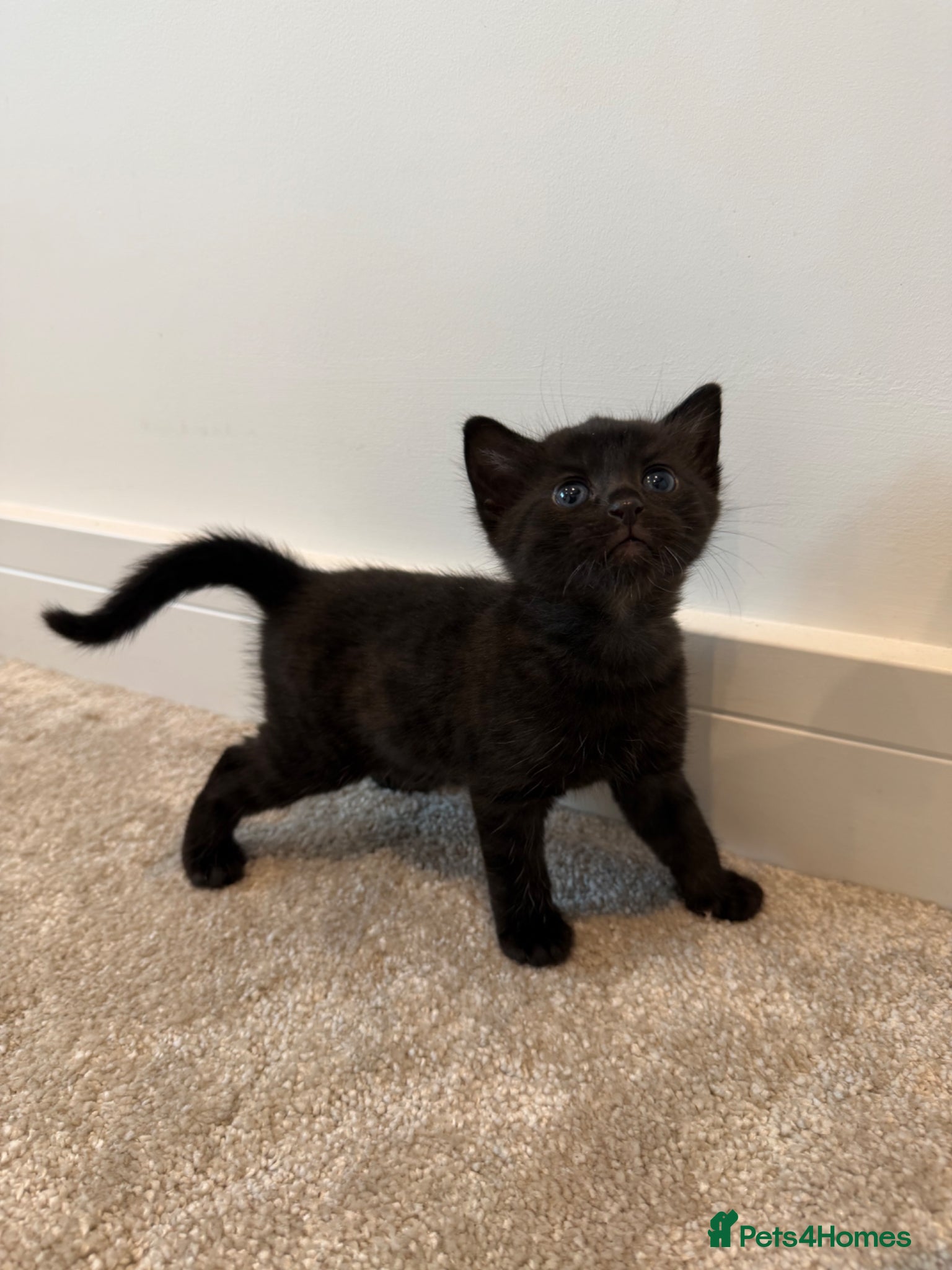 Bengal cats Beautiful Bengal Kittens - Advert 6