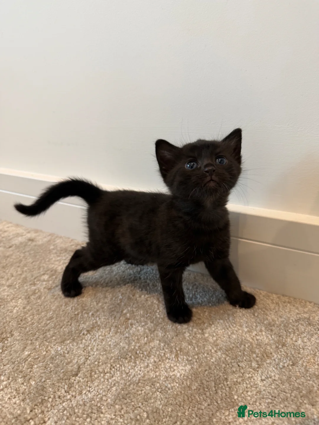 Bengal cats for sale: Beautiful Bengal Kittens in Radstock - Advert 1