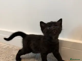 Bengal cats Beautiful Bengal Kittens - Advert 6