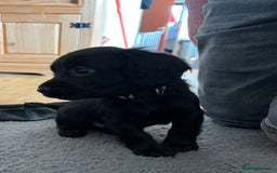 Cocker Spaniel dogs for sale: Working Cocker Spaniel Pups - Image 4