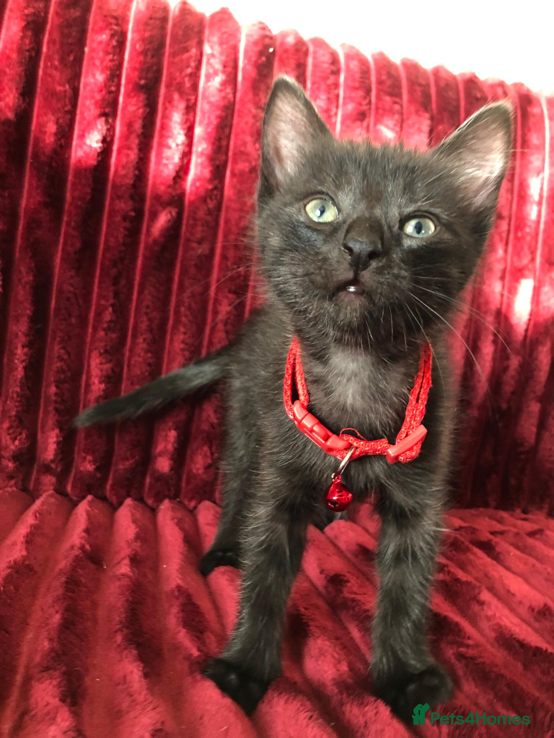 Mixed Breed cats for sale: Black / Brown And White Kittens - Advert 18