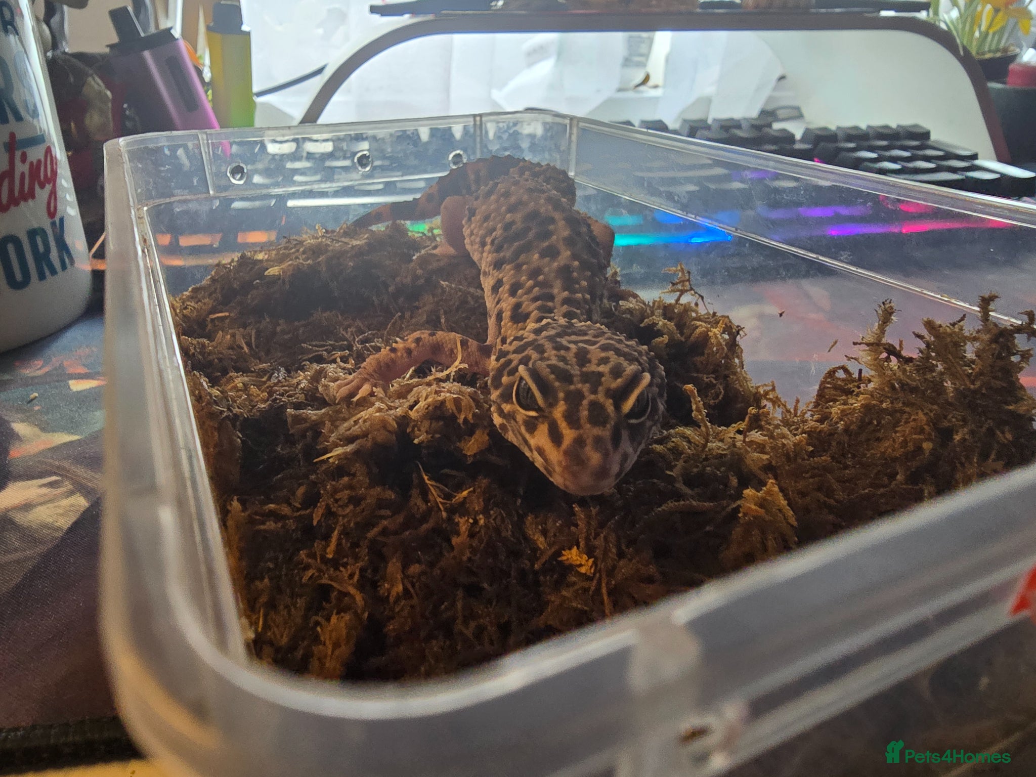 Mixed Breed reptiles for sale: Reptiles, Tarantulas & Enclosures for Sale in Bradford - Advert 2