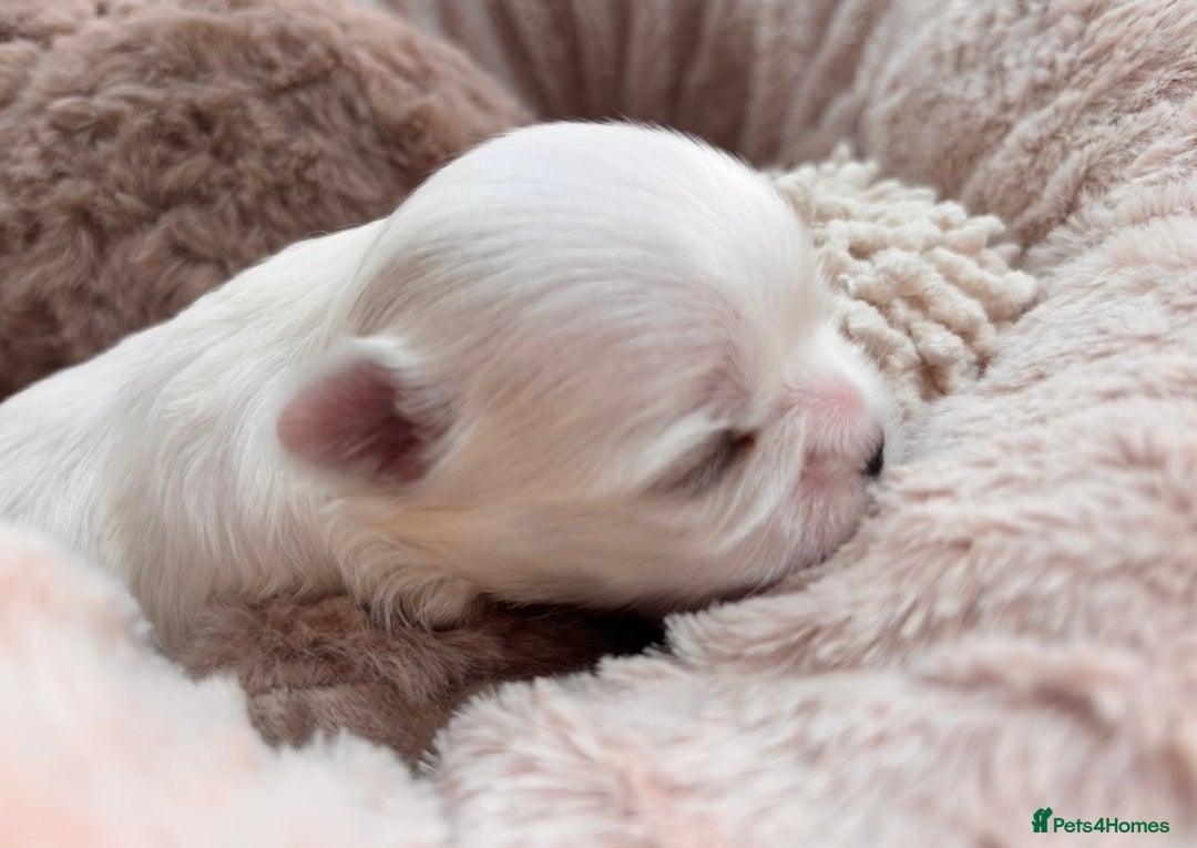 Maltese dogs for sale: Bambelina Full Korean Bloodline Maltese - Advert 6