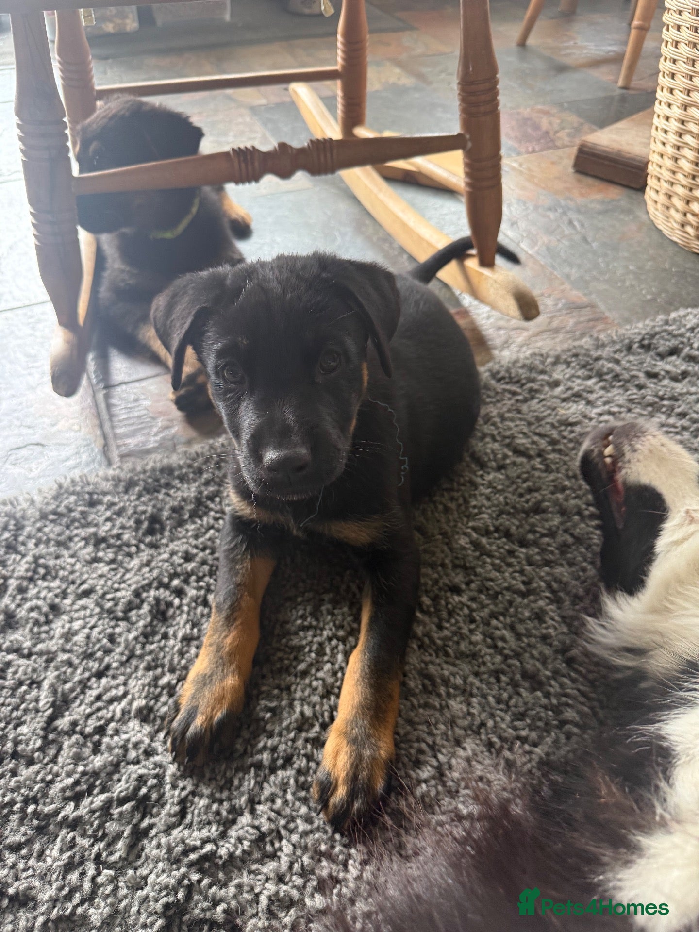 Mixed Breed dogs Adorable Rottweiler cross German shepherd puppies - Advert 2