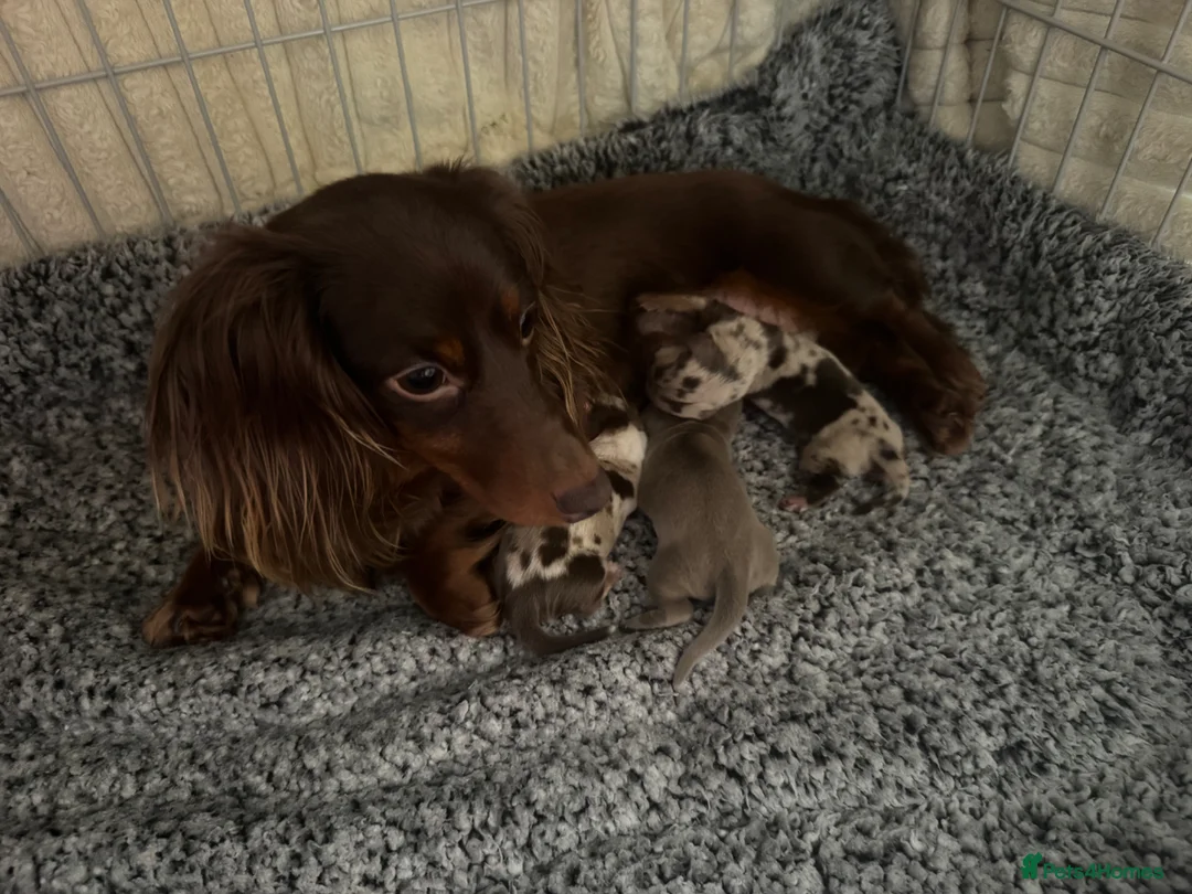 Miniature Dachshund dogs for sale: Miniature long hair dachshund Puppies  - Advert 1