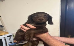 Cocker Spaniel dogs for sale: Working cocker spaniels  - Image 1