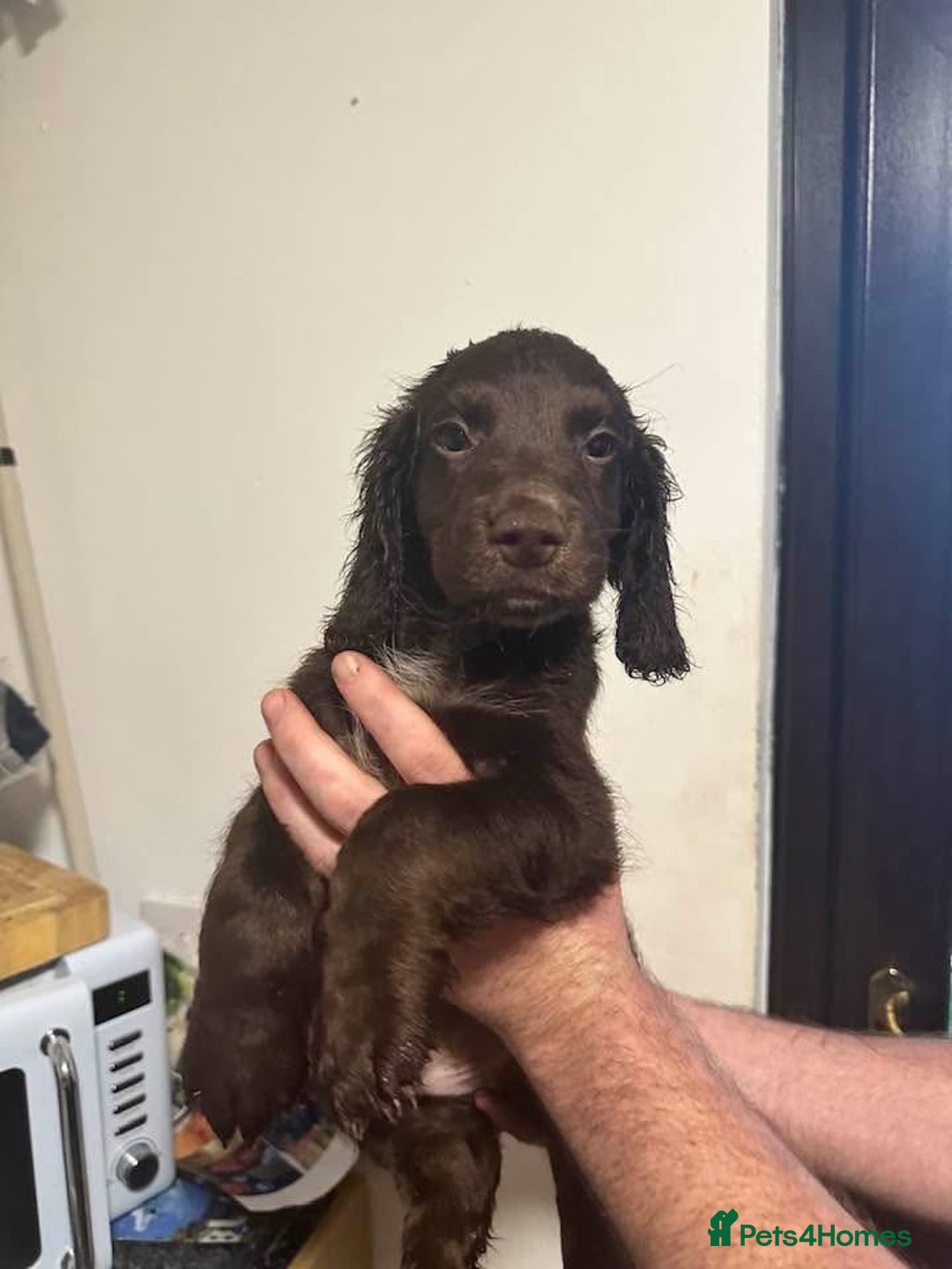 Cocker Spaniel dogs for sale: Working cocker spaniels  - Image 1
