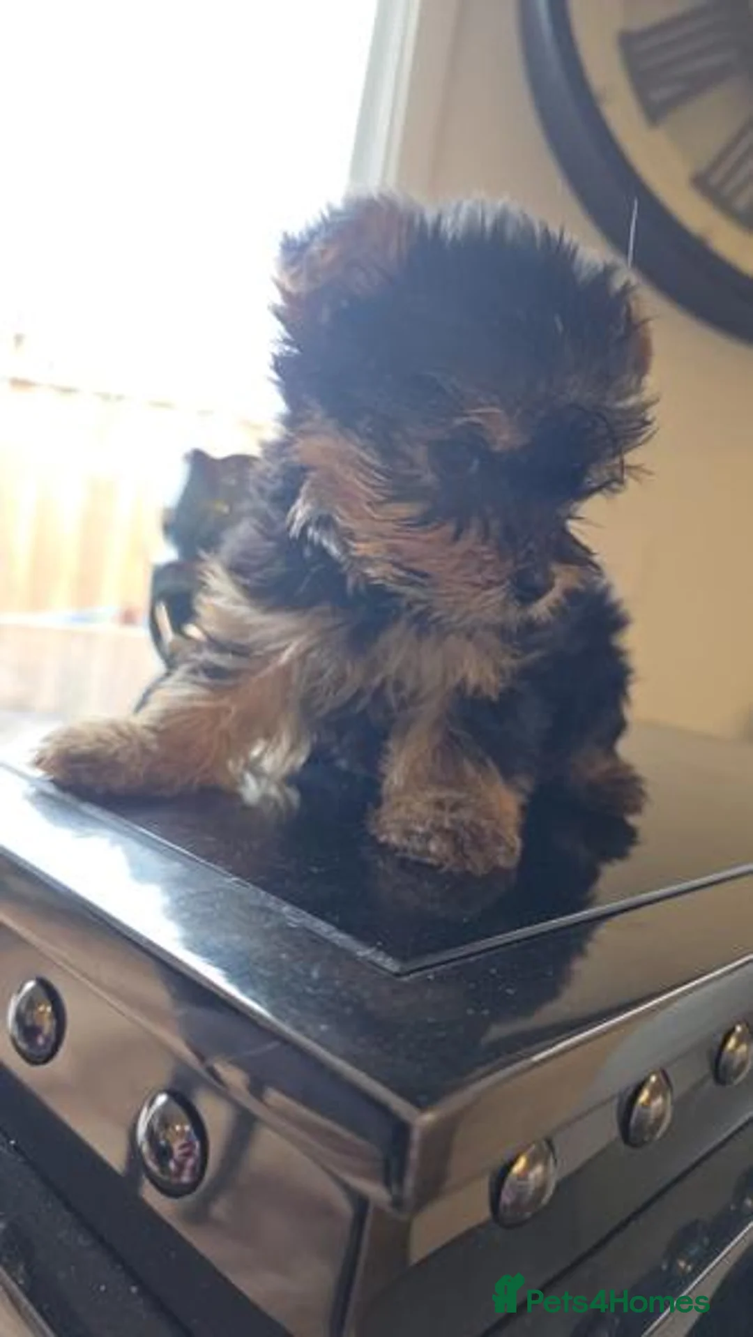 Yorkshire Terrier dogs for sale: Yorkshire Terrier puppies - Advert 2