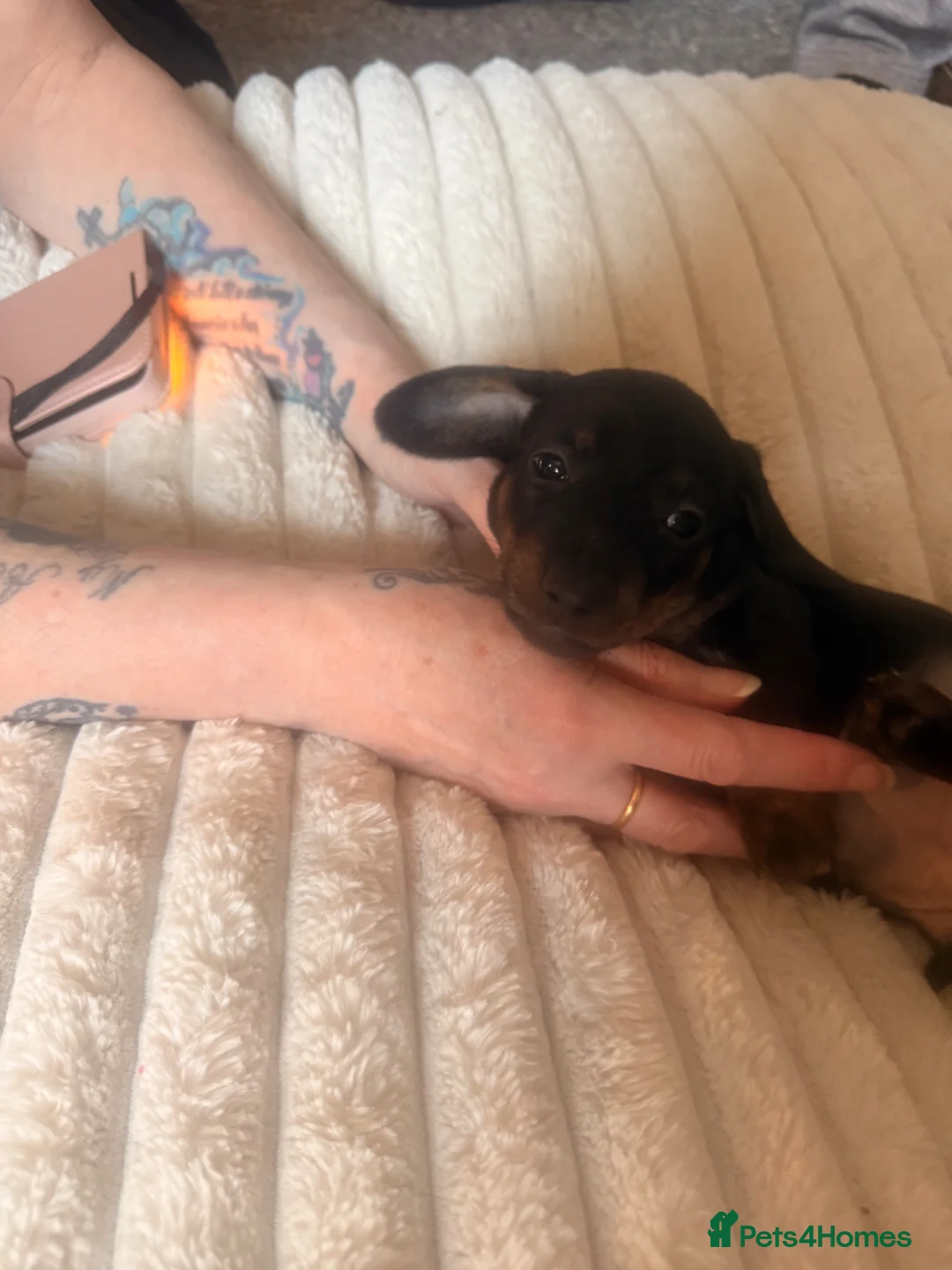Miniature Dachshund dogs for sale: Gorgeous miniature daushound - Advert 29