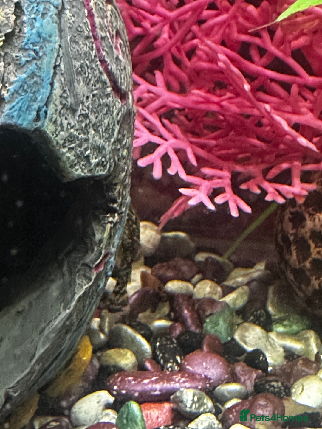 Plecos fish for sale: Brittlenose Pleco - Advert 2