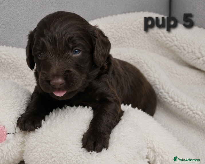 Cockapoo dogs for sale: Rare cockapoo pups with mix blue eyes colour  in Wolverhampton - Advert 1