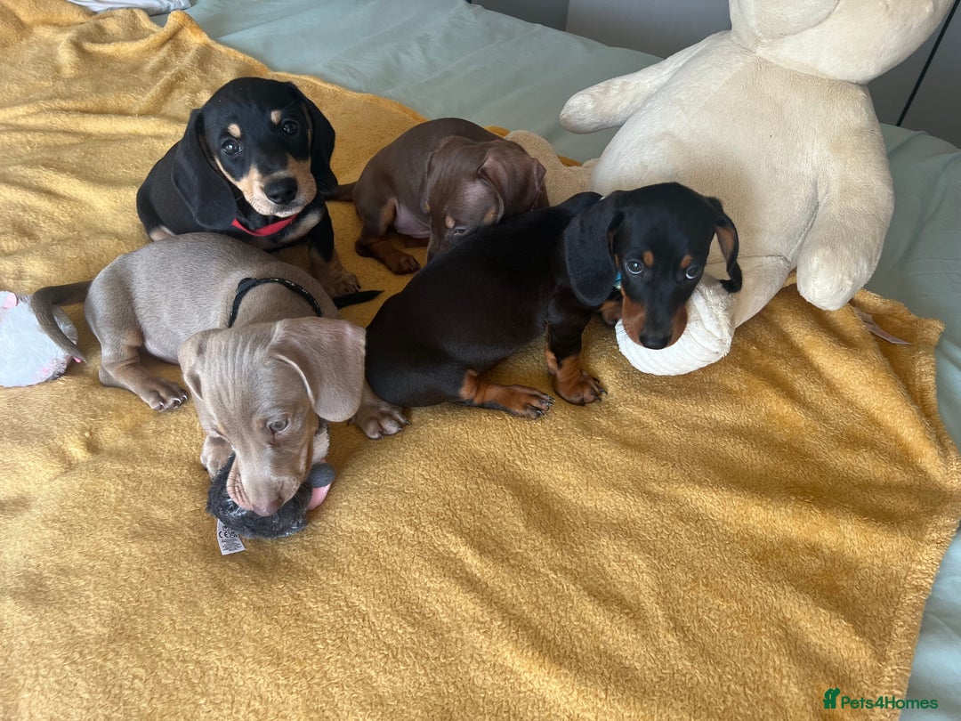Dachshund dogs for sale: Dachshund puppies  - Image 9