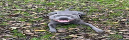 Staffordshire Bull Terrier dogs for stud: Staffordshire Bull Terrier Stud - Advert 2