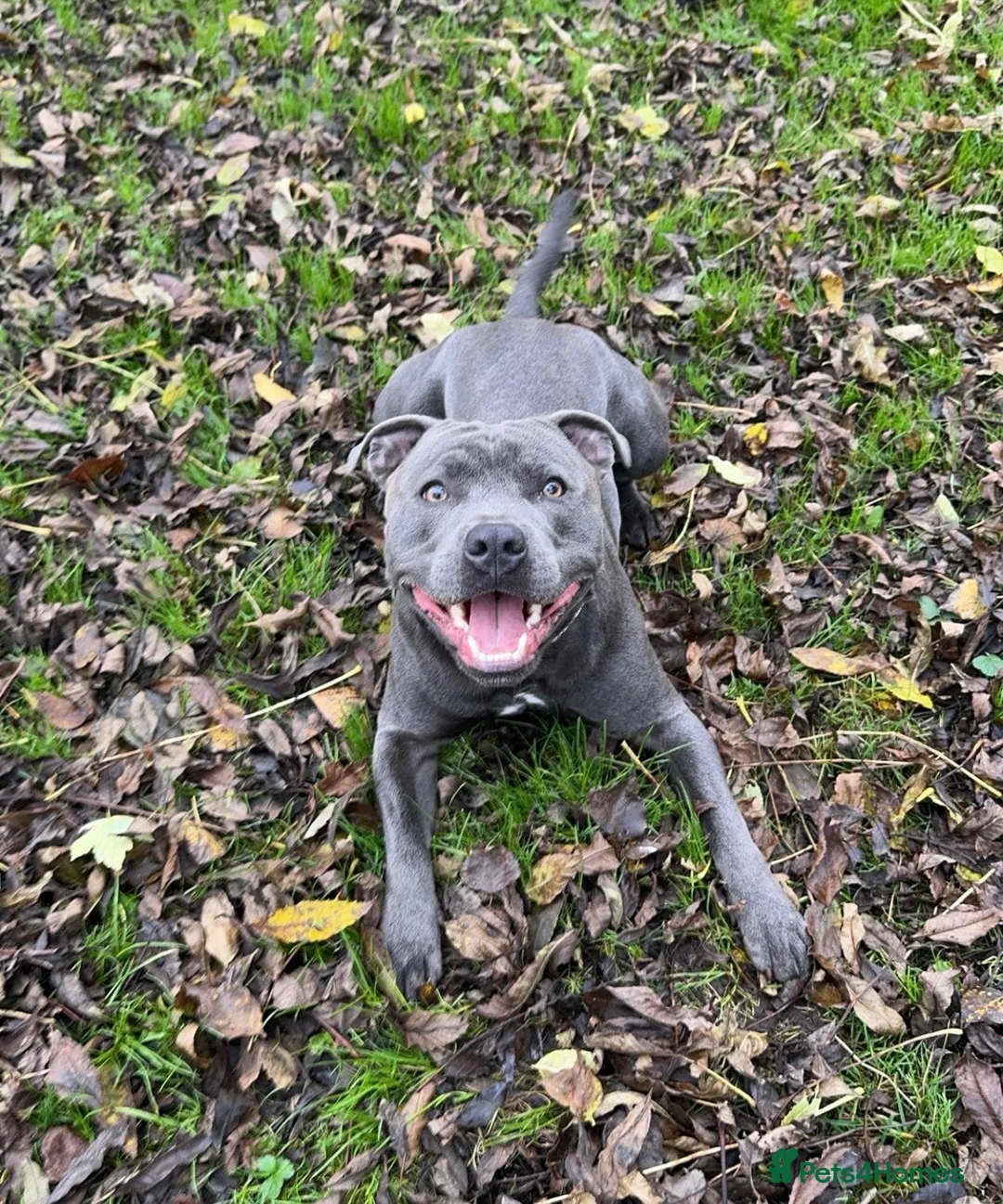 Staffordshire Bull Terrier dogs for stud: Staffordshire Bull Terrier Stud - Advert 2