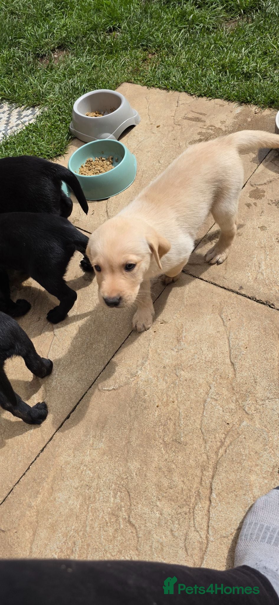 Labrador Retriever dogs Pure Breed Labrador Puppies  - Advert 4