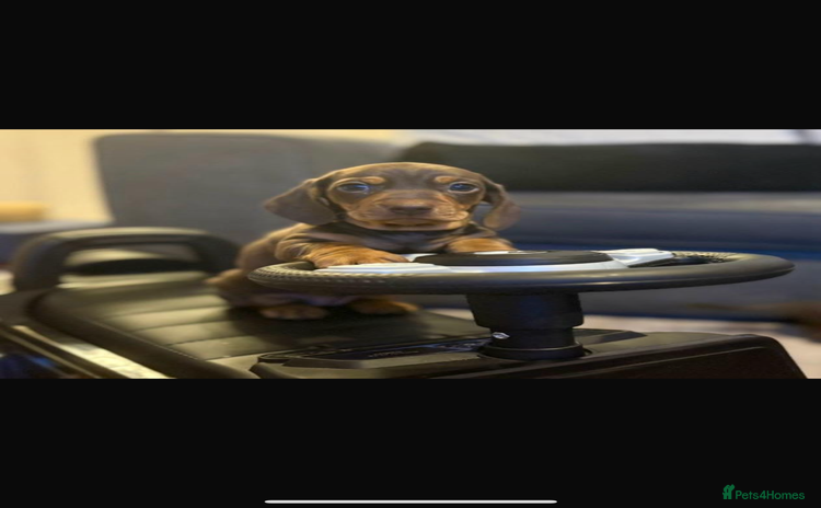 Miniature Dachshund dogs Miniature dachshund  - Advert 4