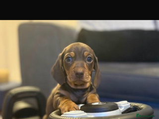 Miniature Dachshund dogs Miniature dachshund - Advert 4