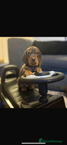 Miniature Dachshund dogs Miniature dachshund - Advert 1