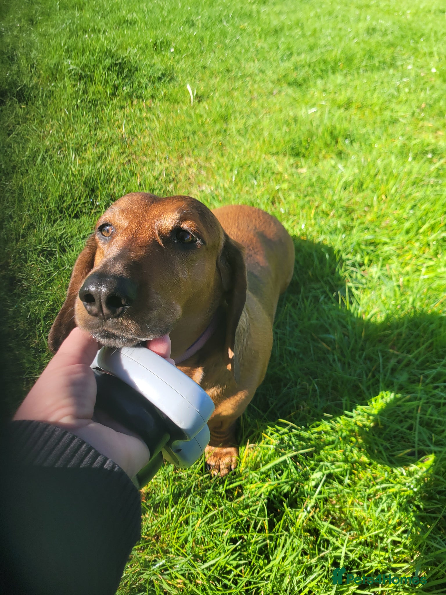 Dachshund dogs HOME NEEDED FOR MY FEMALE STANDARD DACHSHUND! - Advert 22