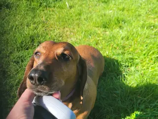 Dachshund dogs HOME NEEDED FOR MY FEMALE STANDARD DACHSHUND! - Advert 22