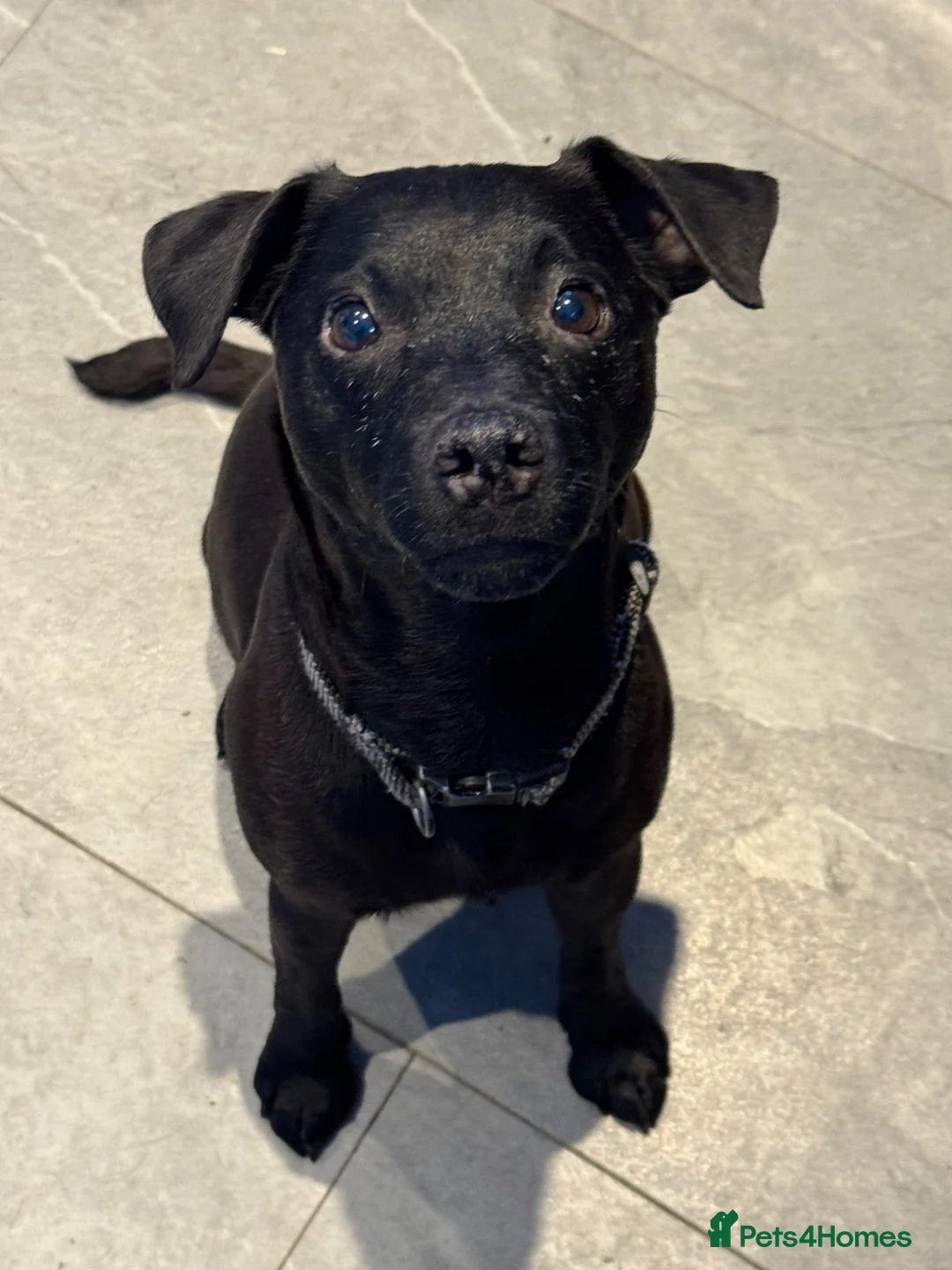 Patterdale Terrier dogs for sale: Patterdale pups - Advert 1