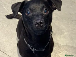 Patterdale Terrier dogs for sale: Patterdale pups - Advert 1