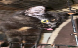 British Longhair cats for sale: Rescue kittens🧡 - Image 15