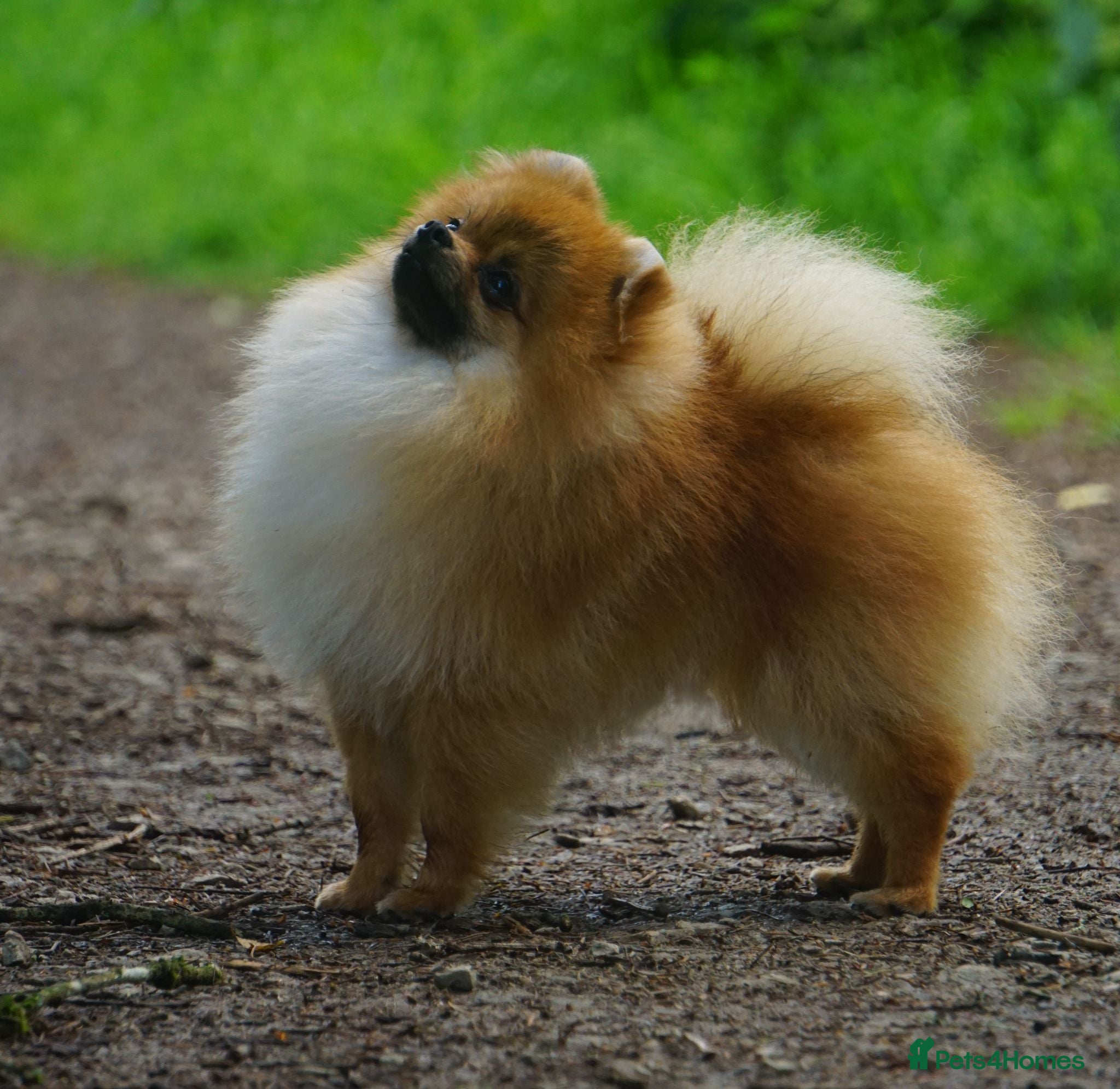 Pomeranian dogs REDUCED ** Pomeranians for PET homes  - Advert 9