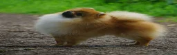 Pomeranian dogs for sale: * Pomeranians available to forever loving homes * - Advert 8