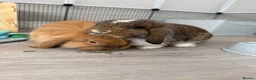 Mini Lion Lop rabbits for sale: 2 x Female Mini Lion Lop’s in Barry - Advert 5