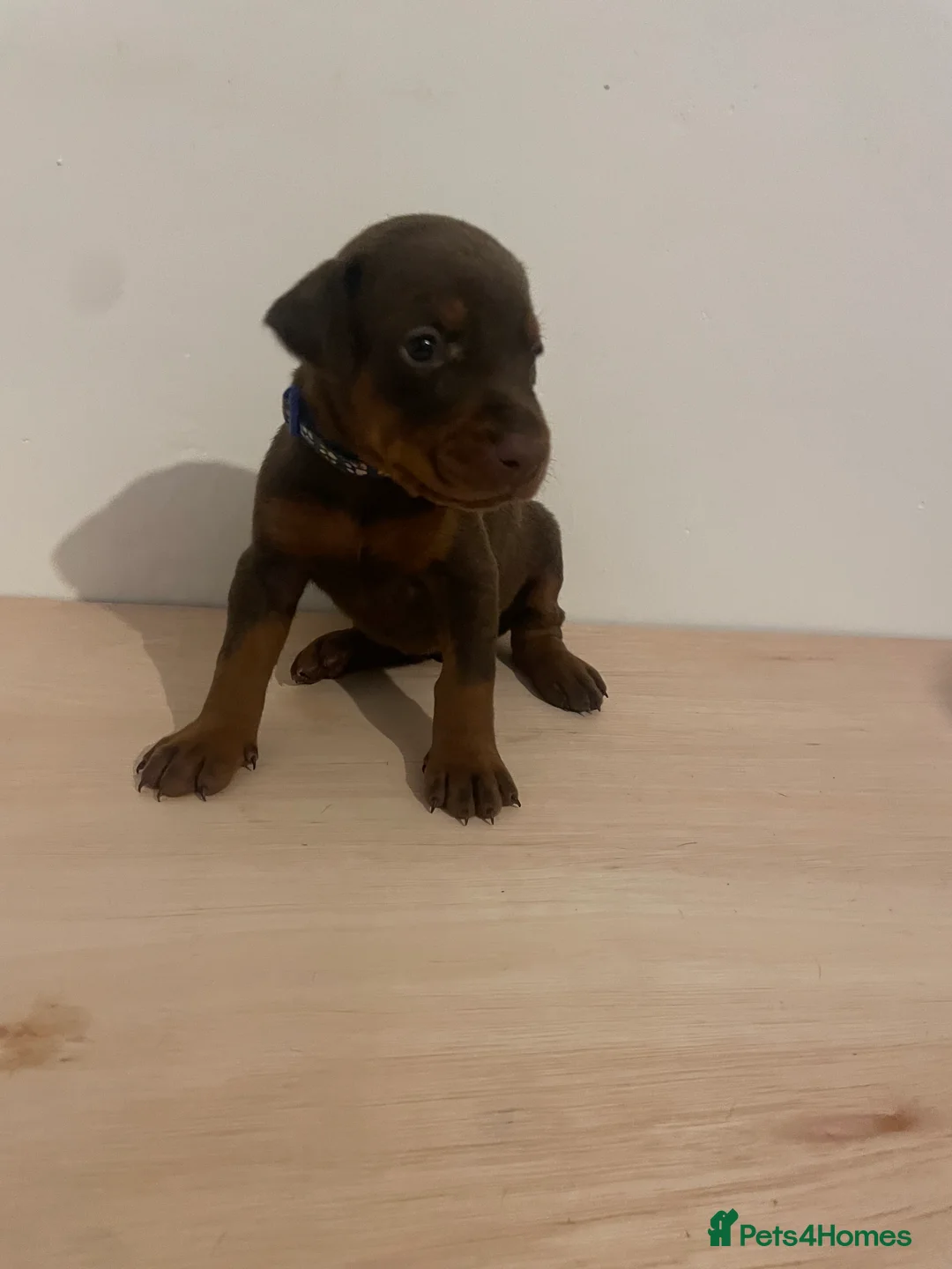 Dobermann dogs for sale: dobermann pinscher - Advert 19
