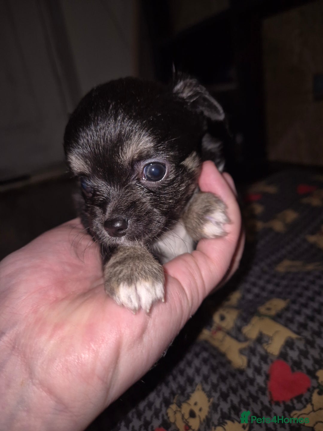 Chihuahua dogs for sale: Beautiful chihuahua puppies  - Advert 8