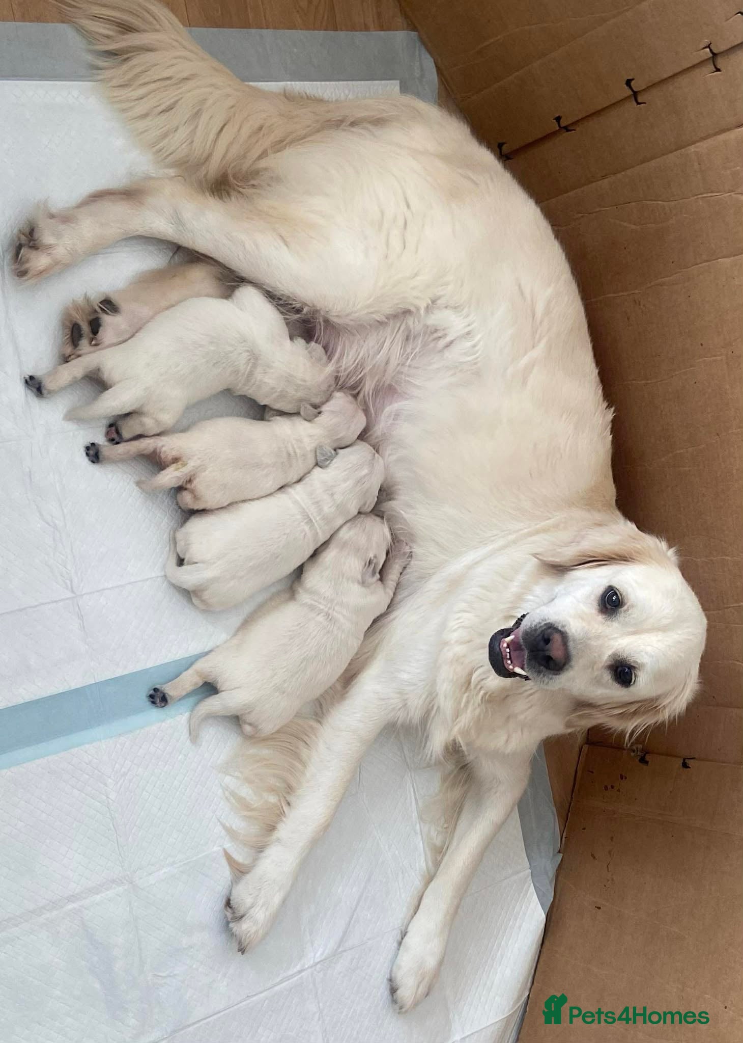 Golden Retriever dogs KC Registered Showline Golden Retriever Puppies - Advert 10