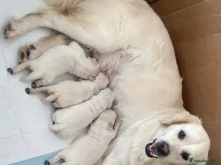 Golden Retriever dogs KC Registered Showline Golden Retriever Puppies - Advert 13