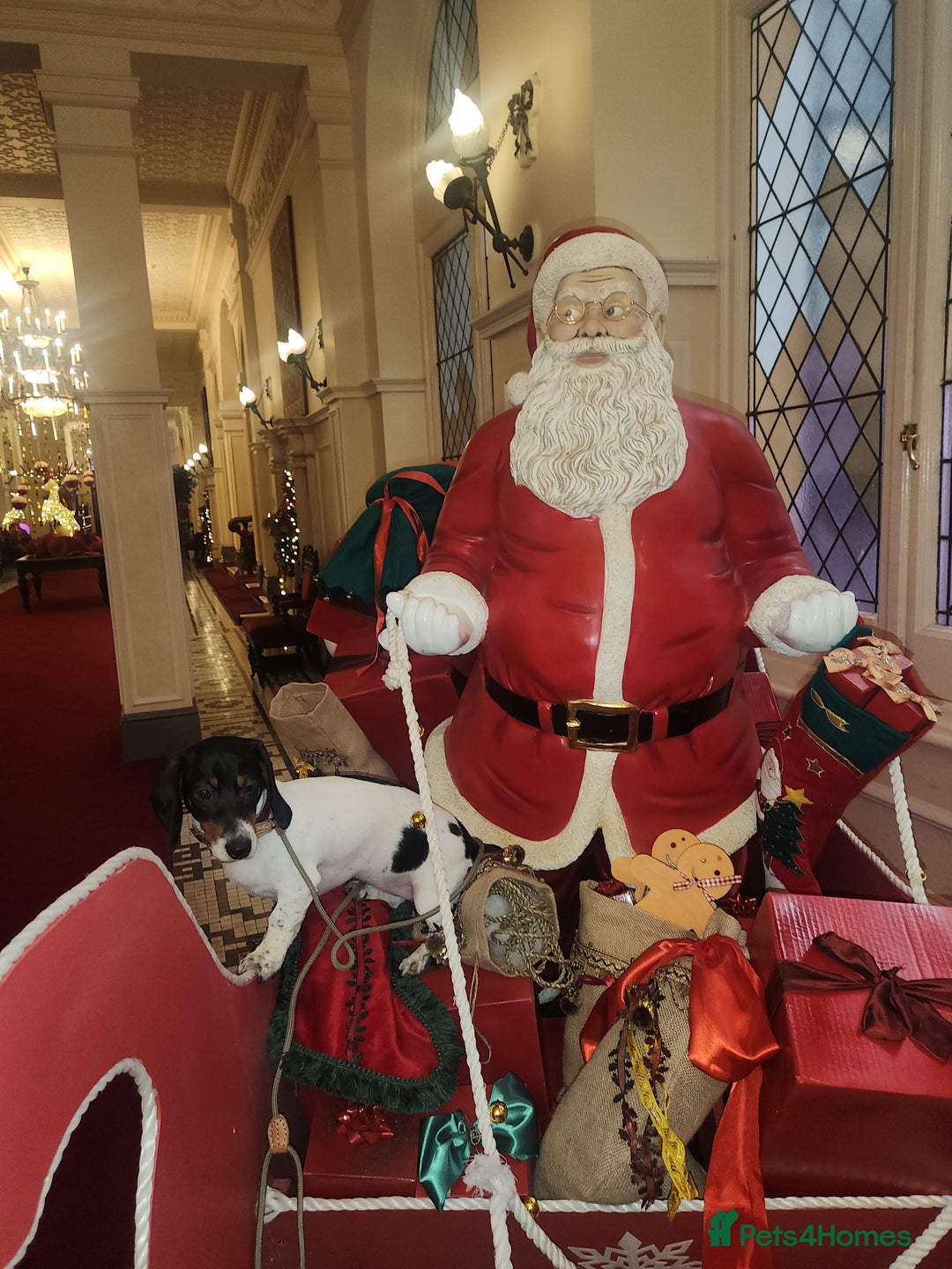 Dachshund dogs for sale:  **  sale of rear Dachshund Puppies  - Advert 1