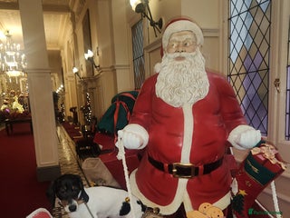 Dachshund dogs Very rear Dachshund Puppies - Advert 15