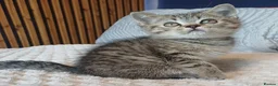 British Shorthair cats for sale: Adorable Brittish Shorthair kittens🐱 - Advert 17