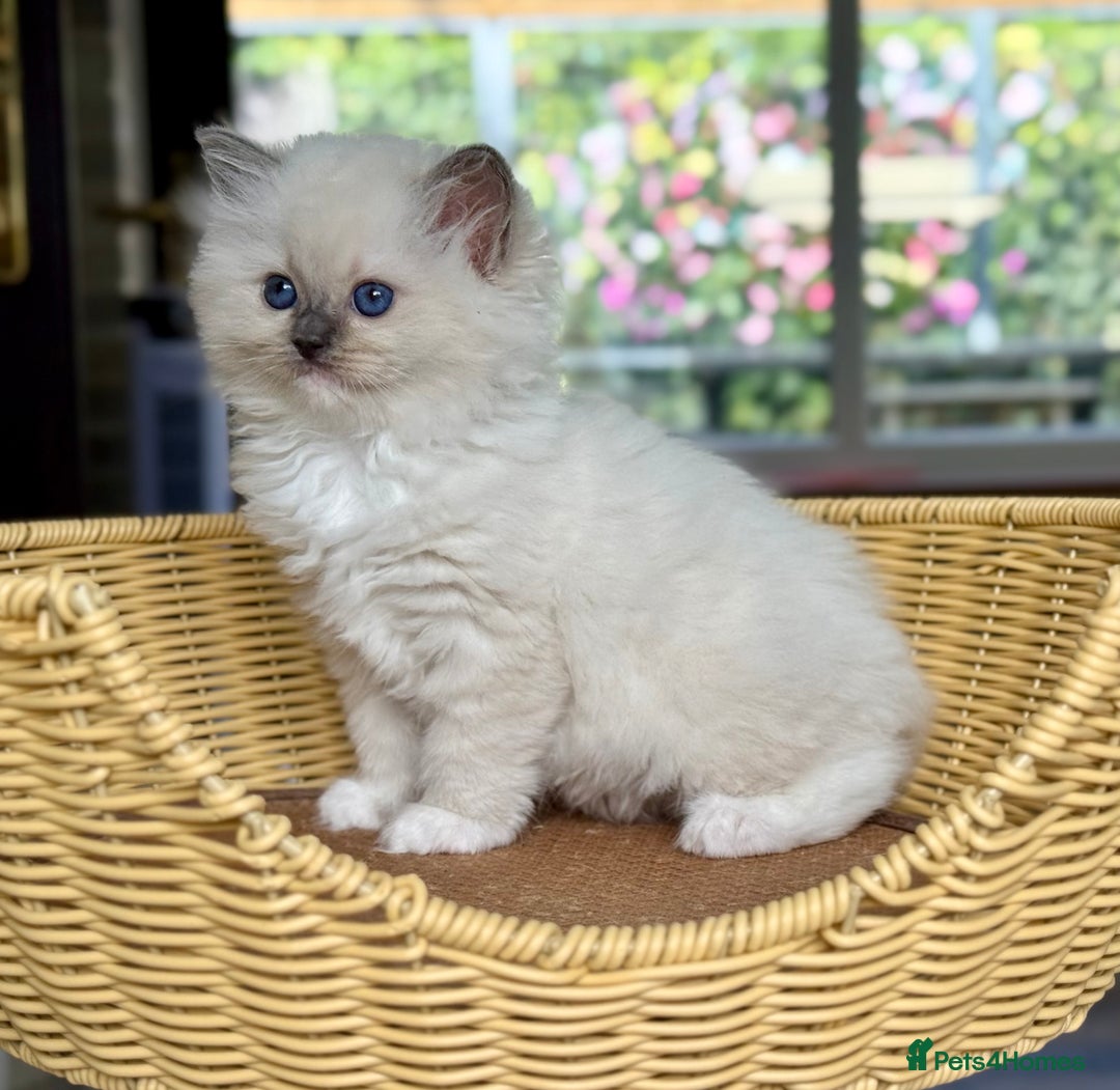 Ragdoll cats for sale: 2 beautiful Active girls  - Image 5