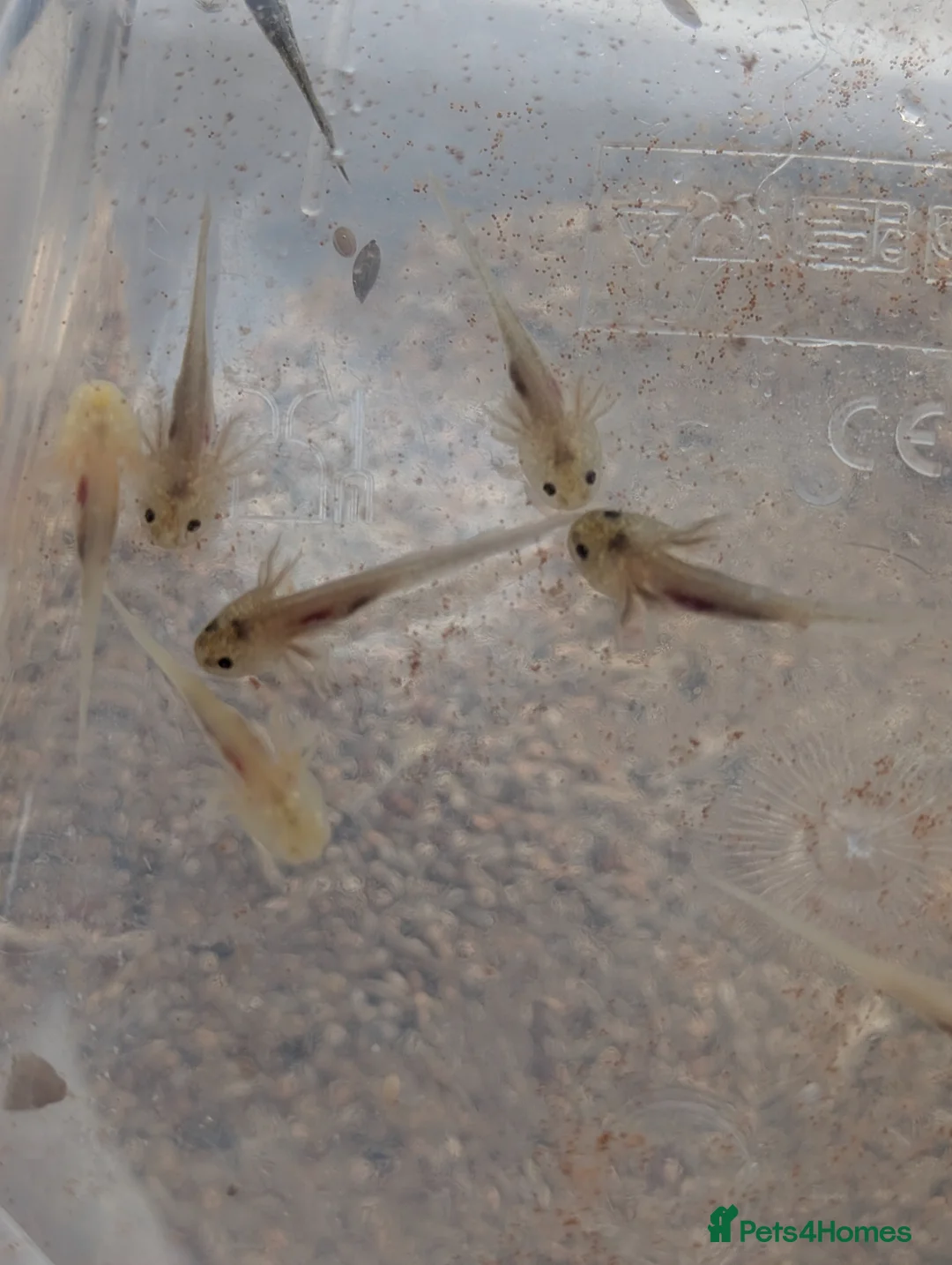 Axolotl reptiles for sale: Beautiful clutch of baby Axolotls  - Advert 27