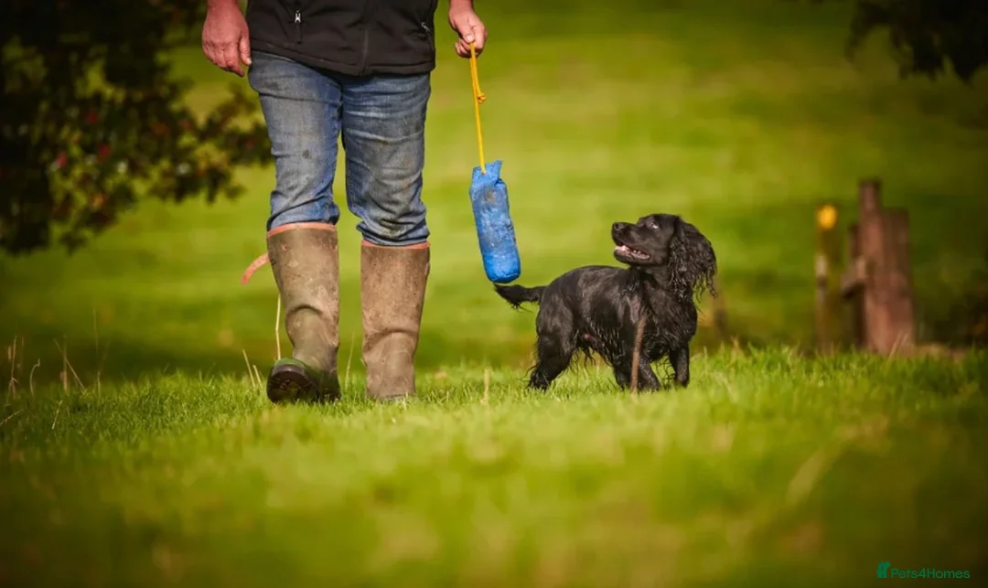 Cocker Spaniel dogs for sale: ✨ Working Cocker Spaniel pups, ready 7th March ✨ - Advert 9