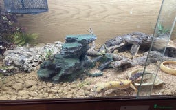 Leopard Gecko reptiles for sale: Leopard gecko FOR SALE - Image 3