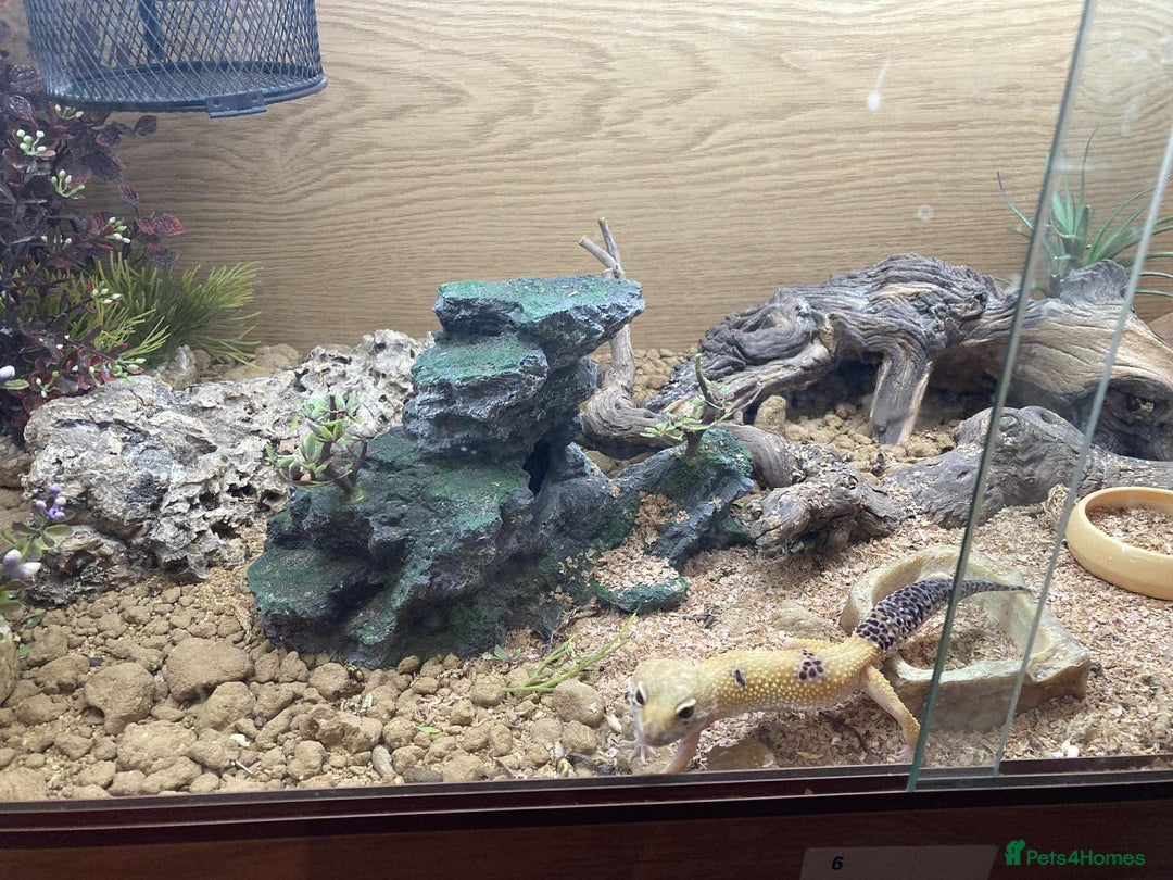Leopard Gecko reptiles for sale: Leopard gecko FOR SALE - Image 3